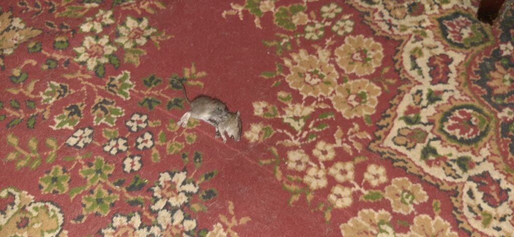 second, slightly mangled ex-mouse
